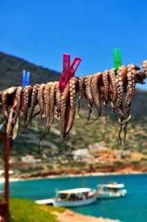 Hanged octopus dries on leash