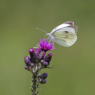 Cabbage butterfly (Pieris brassicae)