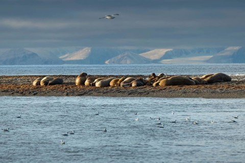 Walruses (Odobenus rosmarus)