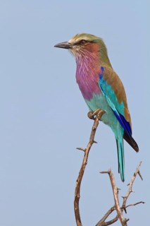 Lilac-breasted roller (Coracias caudatus) sits on branch