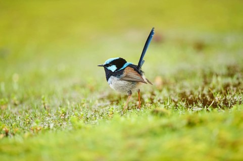 Superb fairy-wren (Malurus cyaneus) male