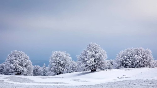 Winter landscape with frozen trees