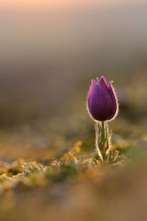 Common pasque flower (Pulsatilla vulgaris) at dusk