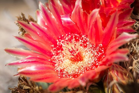 Red flower of Fishhook Barrel Cactus (Ferocactus wislizeni)