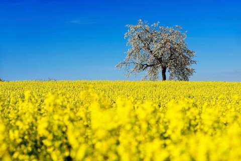 Rapeseed fields and blossoming cherry trees near Stucht