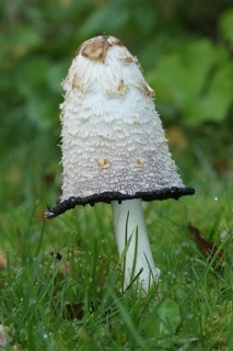 Shaggy ink cap (Coprinus comatus) begins to disintegrate from below