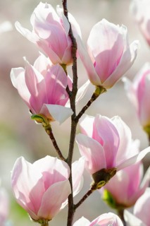 Flowers of Chinese Magnolia (Magnolia x soulangeana)