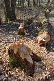 Fallen down tree