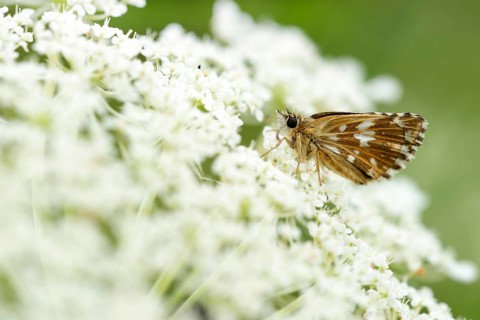 Grizzled Skipper (Pyrgus malvae)