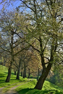 Nut tree alley in spring at Tratzberg Castle