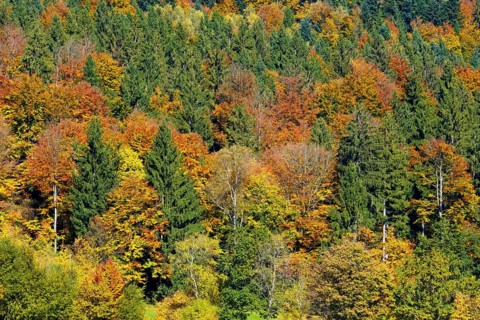 Autumnal mixed forest at the Brotjacklriegel