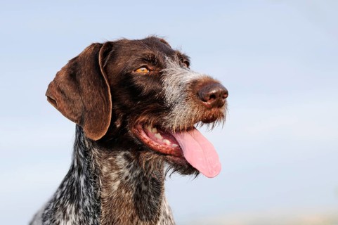 German Wirehaired Pointer