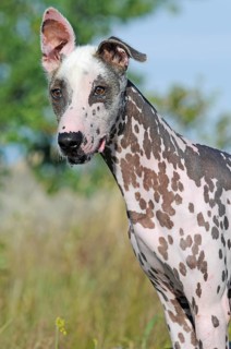 Peruvian naked dog