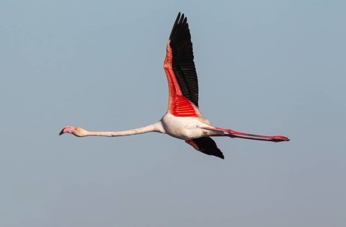 Greater Flamingo (Phoenicopterus roseus)