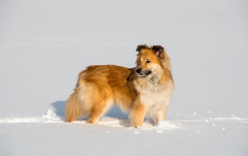 Islanddog (Canis lupus familiaris) runs in snow