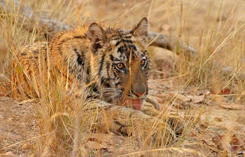 Bengal tiger (Panthera tigris tigris)