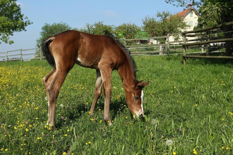 Six day old foal