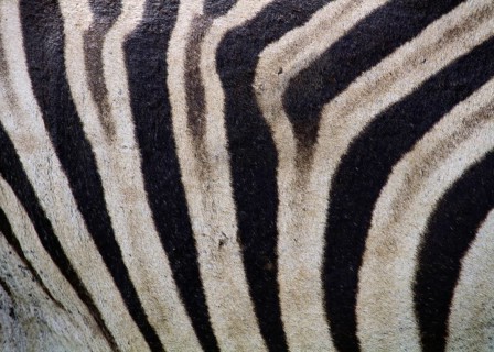 Plains Zebra (Equus quagga)