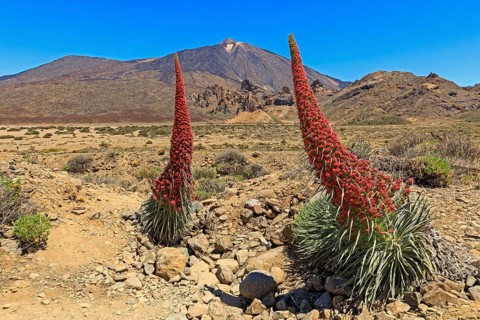 Volcano Pico del Teide