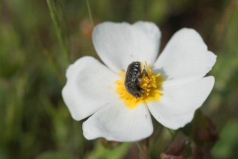 Cistus officinalis with rose beetle (Oxythyrea funesta)