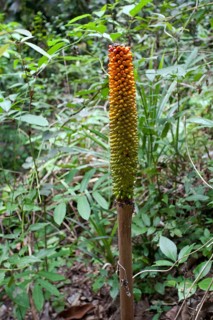 Titan arum (Amorphophallus Titanum)