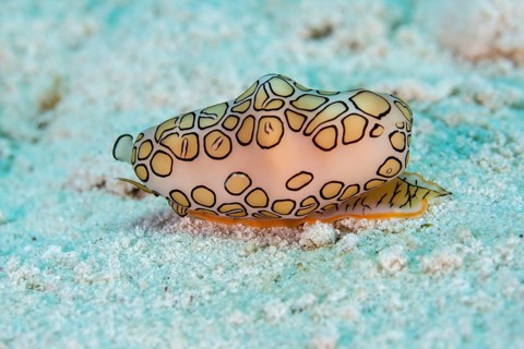 Flamingo tongue snail (Cyphoma gibbosum)