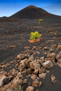Canary Island pines (Pinus canariensis) in black lava sand