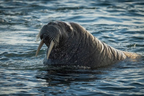 Walrus (Odobenus rosmarus)
