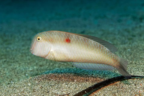 Pearly razorfish (Xyrichtys novacula)