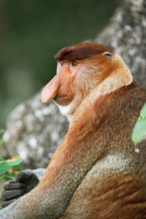 Proboscis monkey (Nasalis larvatus)
