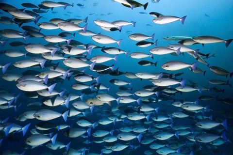 Swarm blue unicorn (Naso caeruleacauda) swimming in the open sea