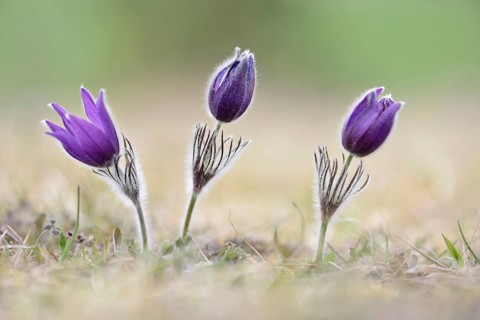 Common pasque flowers (Pulsatilla vulgaris)