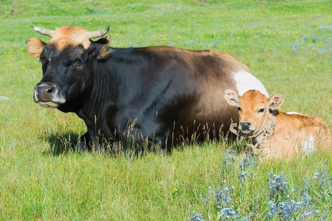 Cow and calf resting in grass