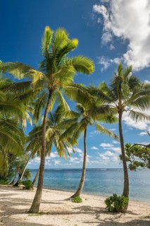 Sandy beach with palm trees and turquoise water