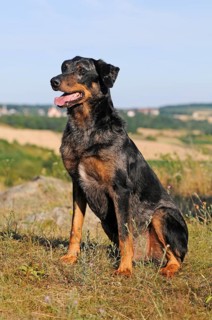 Harlequin Beauceron