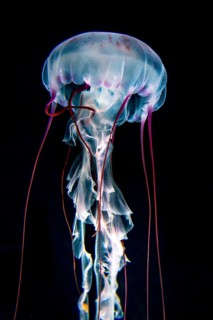 Illuminated purple-striped jellyfish (Chrysaora colorata)