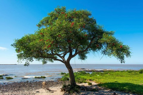 Coral tree (Erythrina)