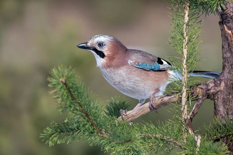 Eurasian jay (Garrulus glandarius) sits on a branch in Pine (Pinus)