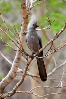 Grey Go-away-bird (Corythaixoides concolor)
