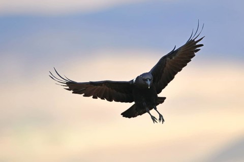 White-necked raven (Corvus albicollis)