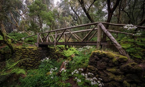 Footpath with wooden bridge in cloud forest