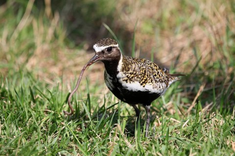 European golden plover (Pluvialis apricaria) with captured Earthworm (Lumbricus terrestris)