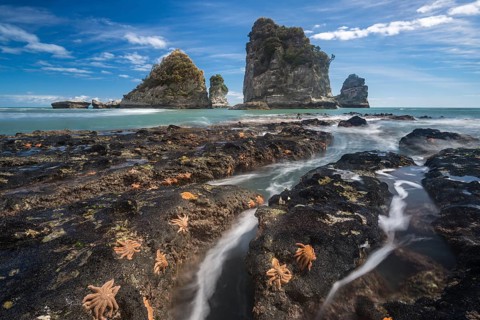 Starfishes on rocky coast
