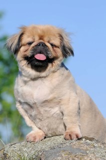 Pekingese