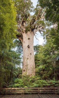 Tane Mahuta