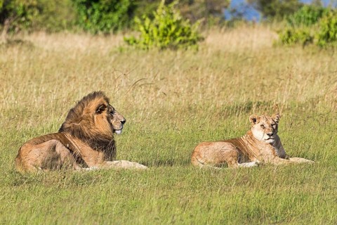 Lions (Panthera leo)