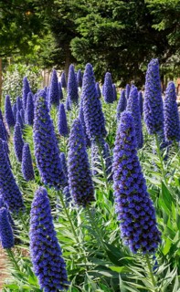 Blooming Blue Adderhead (Echium fastuosum)