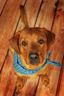 Labrador Retriever