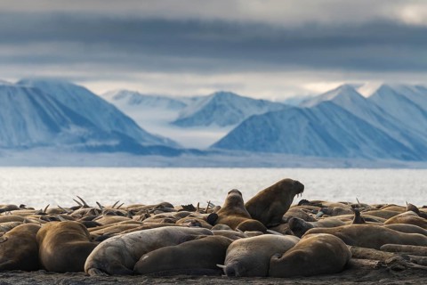 Walruses (Odobenus rosmarus)