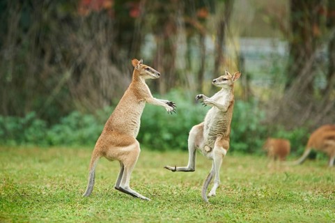 Agile wallabies (Macropus agilis) fighting on a meadow